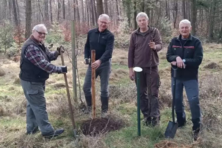  Reiner Genschow, Klaus Platz, Thomas Butenschön und Werner Joachim (von links) pflanzen neue Bäumchen im Kinderwald. 