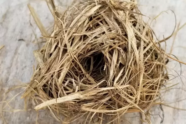 Gerade mal tennisballgroß: das Nest der Zwergmaus, eines der kleinsten Nagetiere der Welt.