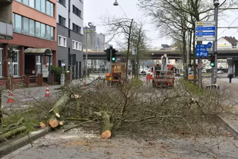 Damit neue Fahrspuren und ein neuer Kreisel entstehen können, ließ die Stadt 31 Bäume zwischen Westspange und Trierer Straße fäl