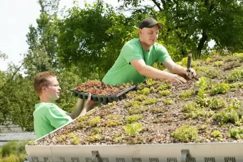 Dachbegrünungen werden in einigen Kommunen gefördert. 