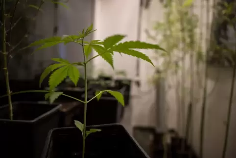 Cannabis-Pflanzen