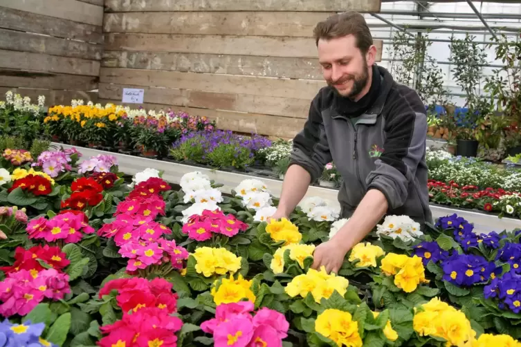 Viele Frühlingsblüher stehen bei Blumen Clos in Altenglan bereits auf den Verkaufsständern. Jonas Clos hat den Betrieb zum 1. Fe
