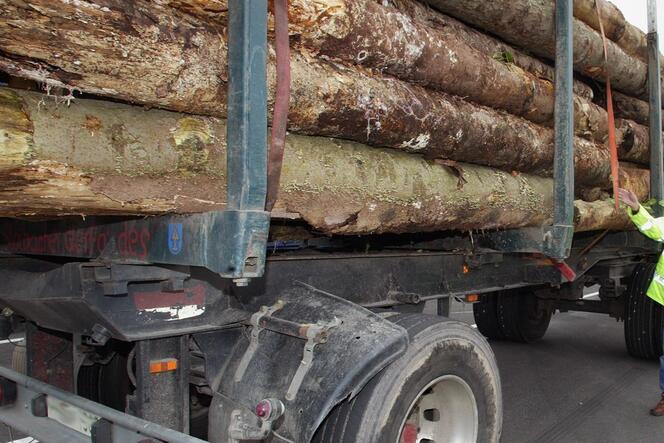 Bei manchem Holztransport werden offenbar gern noch zwei, drei Stämmchen mehr aufgelegt. Das ist gefährlich – und kann für ertap
