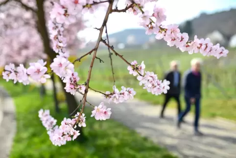 Die Mandelblüte steht kurz bevor: Bei der Veranstaltung Vino Lumino will auch der Bockenheimer Kultur- und Verkehrsverein die Sc