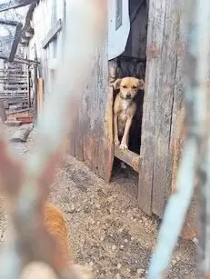 SOS Tiere in Not e.V. Notfall in Bosnien! Über 500 Hunde u. Katze, Rettung vor-aus der Tötungsstaion: Wir sind um jeden € dankba