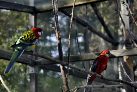 Bis im Heßheimer Vogelpark wieder Papageien gehalten werden dürfen, ist es noch ein weiter Weg. 