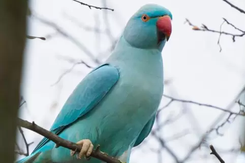 Schräger Vogel: Unter den grünen Halsbandsittichen in Speyer befindet sich auch mindestens einer, der immerzu blau ist. 