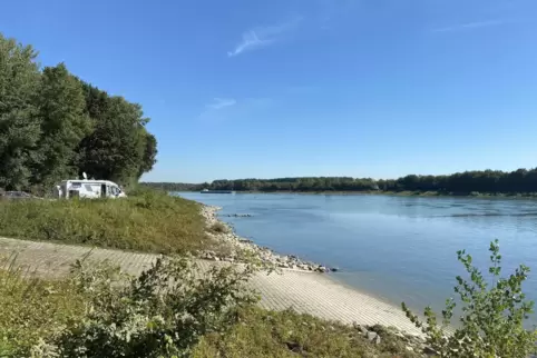 Rhein bei Mechtersheim: Am Ufer stehen Gehölzarbeiten an. 