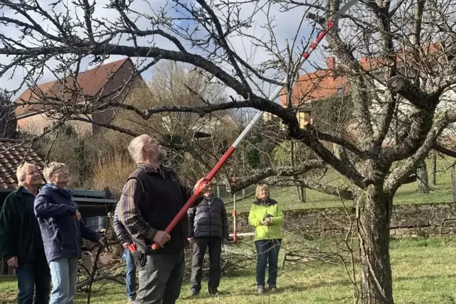 Unten wurde bereits Platz geschaffen, nun geht es an die Äste im oberen Bereich. Ein Gerüst für die Krone und Äste für die Früch