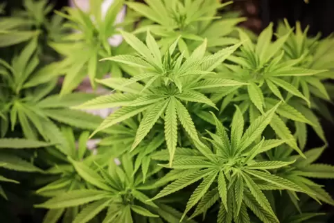 Cannabispflanzen in der Wachstumsphase. 