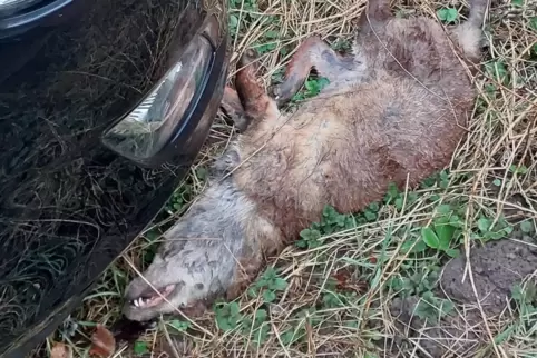 Übler Gestank geht von einem toten Fuchs aus, der schon eine ganze Weile nahe des Bahnhofs liegt. 