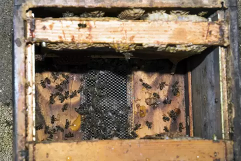 Viel schwerer als der Sachschaden am umgekippten Bienenstock wiegt der Verlust der Bienen.