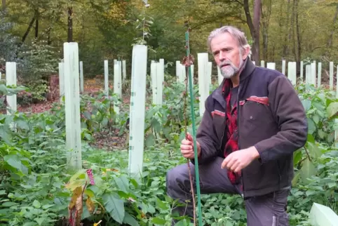 Förster Georg Spang vor jungen Bäumen, die mit Kunststoffröhren gegen Verbiss geschützt werden.