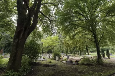 Der Rat hat beschlossen, das Totholz aus den Bäumen auf dem Friedhof beseitigen zu lassen. Das Foto zeigt einen anderen Friedhof