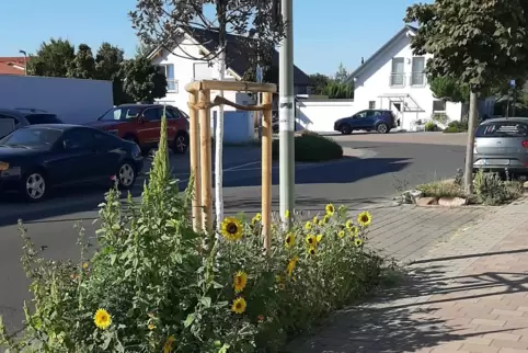 So könnte eine öffentliche Fläche um einen Baum am Gehweg bepflanzter werden. 