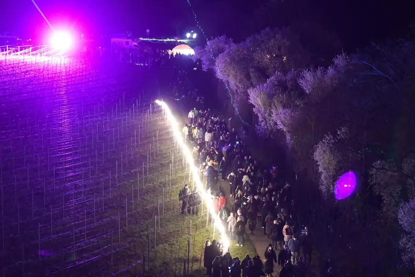 Die Besucher strömen durch die Weinberge.