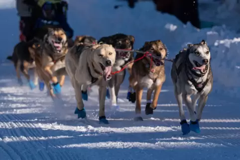 Iditarod-Schlittenhunderennen