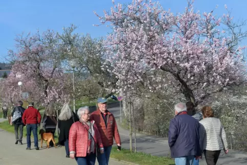 Mandelblütenfest Gimmeldingen: Unabhängig vom Festtermin flanierten bereits Ende Februar viele Menschen über die Mandelmeile, um