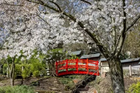 Der Japanische Garten ist eine von vielen Attraktionen der Stadt. „Kaiserslautern hat viel zu bieten“, da ist sich Alf Schulz, D