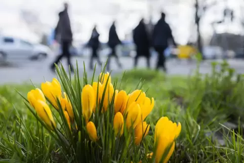 Die Krokusse blühen bereits. 