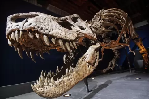 Der Skelett-Nachbau eines Tyrannosaurus rex.