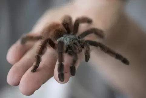 Vogelspinnen und mehr gibt es bei der Ausstellung Insectophobie zu sehen. 