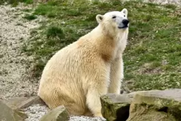 Neuankömmling im Karlsruher Zoo: Die siebenjährige Nuka soll mit Eisbär Kap für Nachwuchs sorgen.