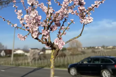 Besonders beliebt ist die Mandelblüte bei Gimmeldingen. Pfeffingen überzeugt aber auch mit Blütenzauber pur. 