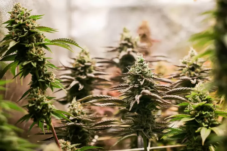 Erntereife Cannabispflanzen sind bisher noch in Wohnungen verboten. Die Justiz wird mit der Gesetzesänderung zunächst einmal bel