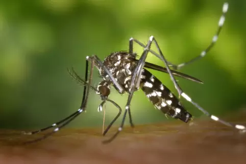 Kann Krankheiten übertragen: die Asiatische Tigermücke.