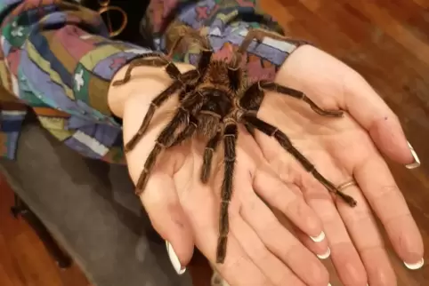 Ganz Mutige konnten eine Rothaarvogelspinne auf die Hand nehmen.