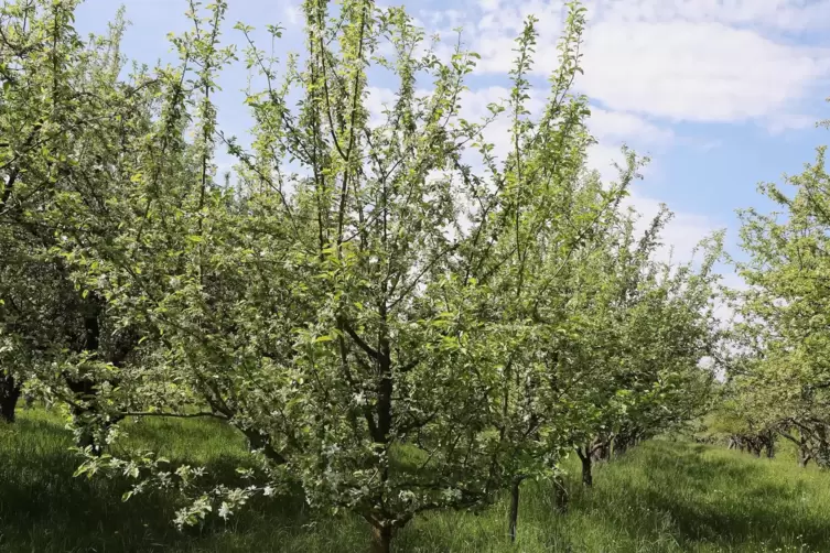 Bei den Apfelbäumen hat der warme Februar für ungewöhnlich frühe Aktivität gesorgt.