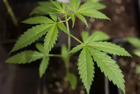 Ab dem 1. April darf unter Auflagen Cannabis angebaut werden. 