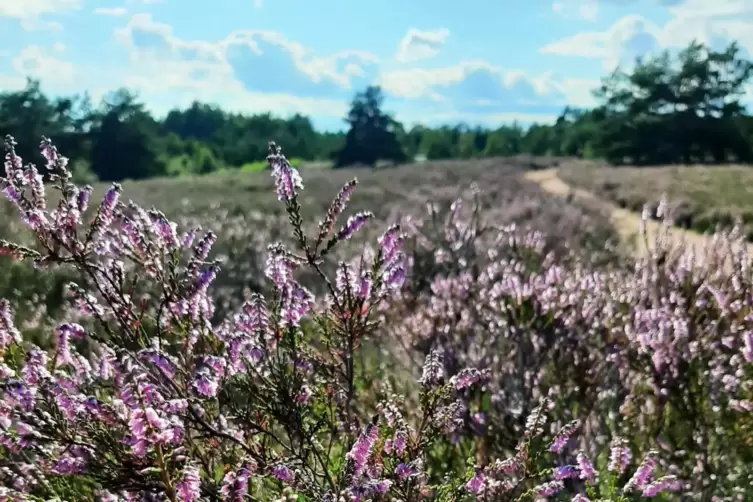  Mehlinger Heide. 
