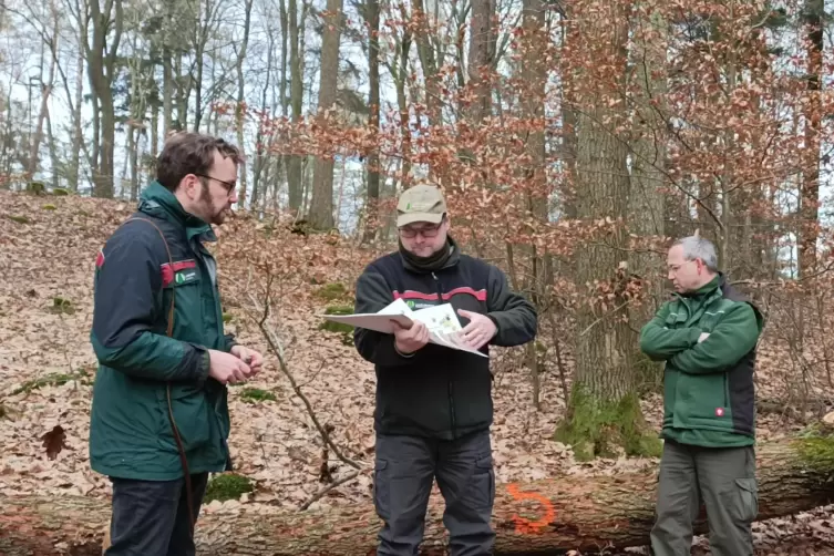 Prüfen die Gesundheit der Eichen im Forstamt Otterberg: Forstamtsleiter Tobias Stubenazy (links) zusammen mit Förster und Privat