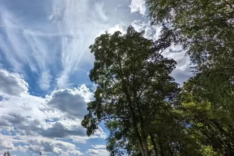 Am Himmel zeigen sich diese Woche viele Wolken. Die Sonne wird aber immer wieder Lücken finden. 
