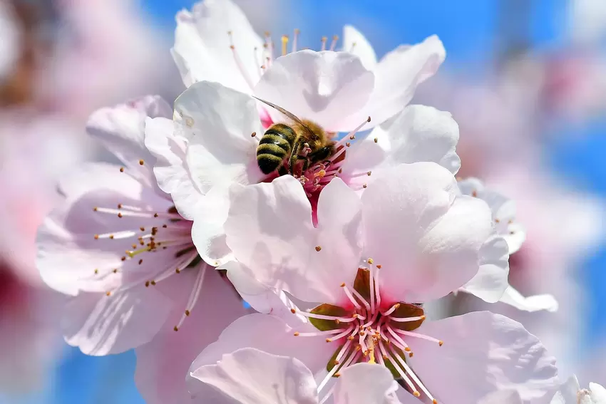 Perfekte Idylle: Eine Biene erkundet eine Mandelblüte.