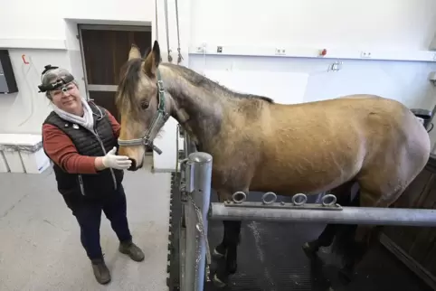 Tierärztin und Pferdechirurgin Johanna Engl mit dem Quarter Horse Shotty im Behandlungsraum.