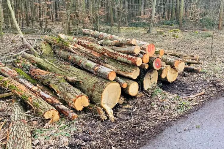 Etwa 500 B&auml;ume wurden k&uuml;rzlich im Offenbacher Wald gef&auml;llt. 