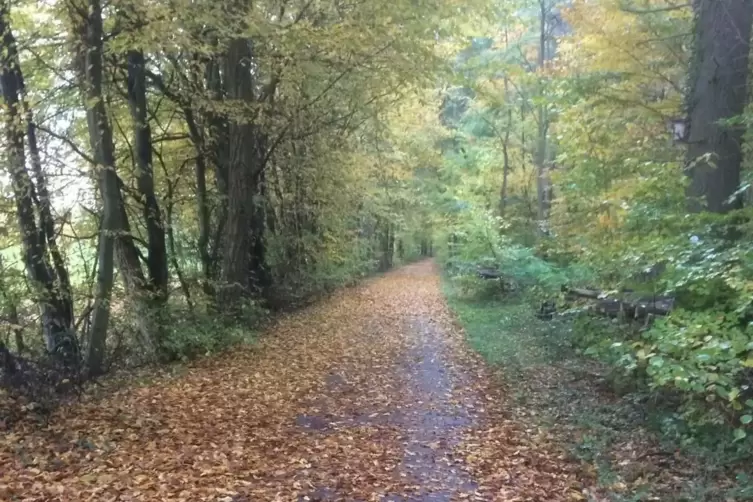 So sah es vor den F&auml;llungen auf dem Waldweg aus. Vor auch allem die B&auml;ume linker Hand wurden gro&szlig;teils entfernt.