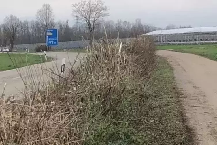 Laut LBM war die einwandfreie Sicht nicht mehr gew&auml;hrleitst: der Heckenschnitt an der Landesstra&szlig;e zwischen Insheim und Herxheim