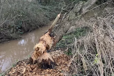 Direkt neben dem Eisbach bei Mertesheim von einem Biber gefällt: eine acht Meter hohe Weide.