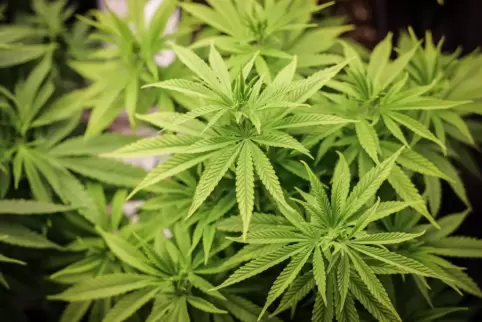 Abstimmung im Bundesrat über Cannabis-Gesetz