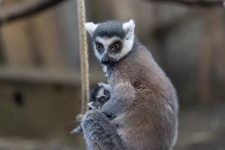 Katta-Mama Lia mit ihrem Jungtier. 