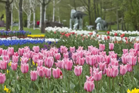 Wenn die Gartenschau Kaiserslautern in voller Blüte steht: Archivbild aus einem der Vorjahre. 