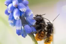  Traubenhyazinthen sind oft die erste Nahrungsquelle für Mauerbienen. 