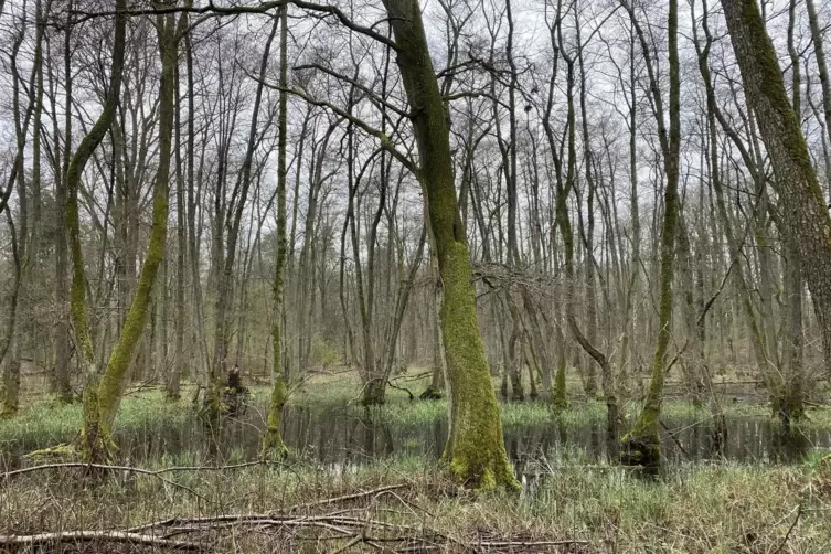 Weiherwald bei Harthausen: Hier haben sich auenartige W&auml;ldchen entlang des Modenbachs entwickelt. Auch diese Fl&auml;che soll stillge