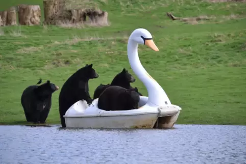 Junge Bären fahren Schwanenboot: In einem Safaripark in Großbritannien hatten Schwarzbären Spaß mit einem Boot.