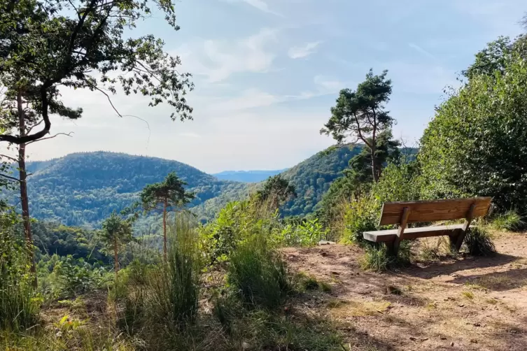 Wald, soweit das Auge reicht: Wandern im Pf&auml;lzerwald.