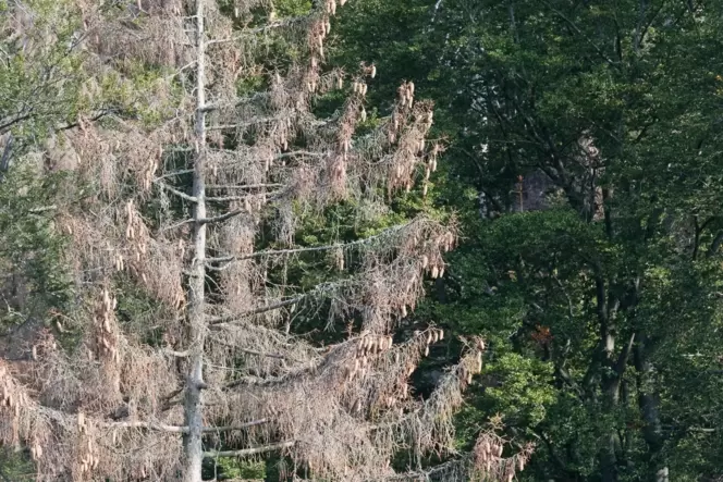 Klimawandel-Folgen: Dürreschäden im Wald.